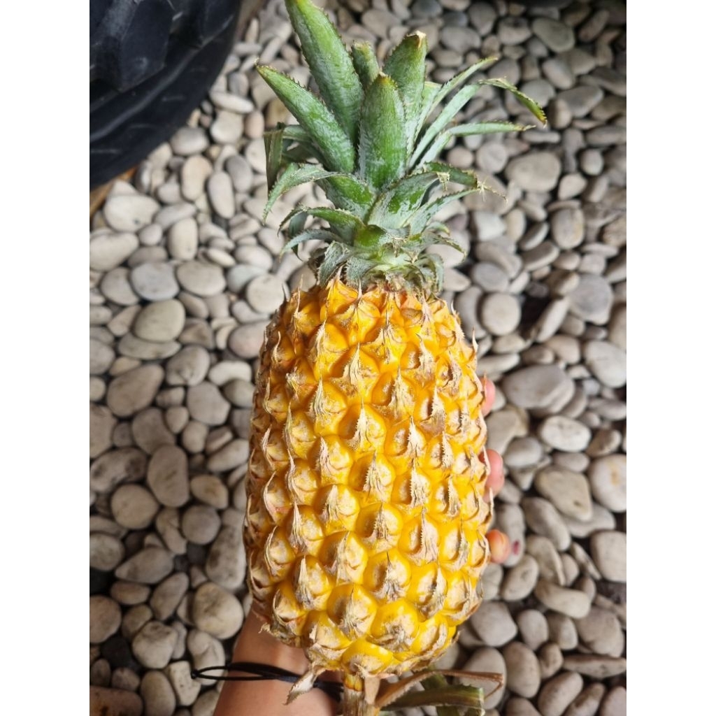 

Nanas Madu Honey Manis Segar