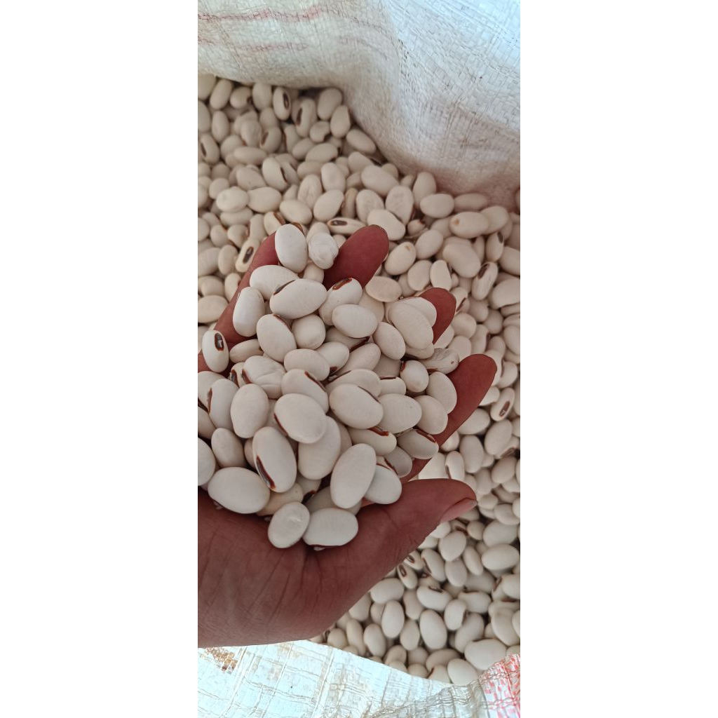 Kacang Koro Pedang / Binong Mentah 1 kg