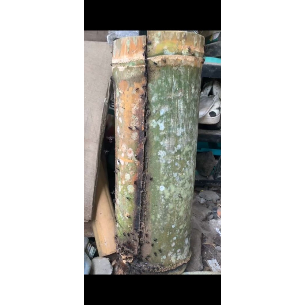 kelulut Itama ORy dalam bambu