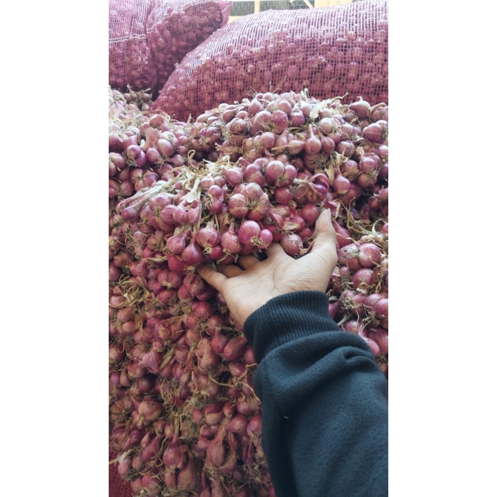 

Bawangmerahprobolinggoori