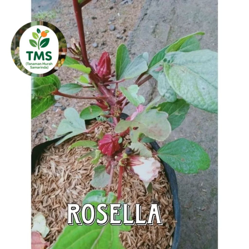 TMS~ Bibit rosella bunga rosella syrup tanaman rosela sirup rosela