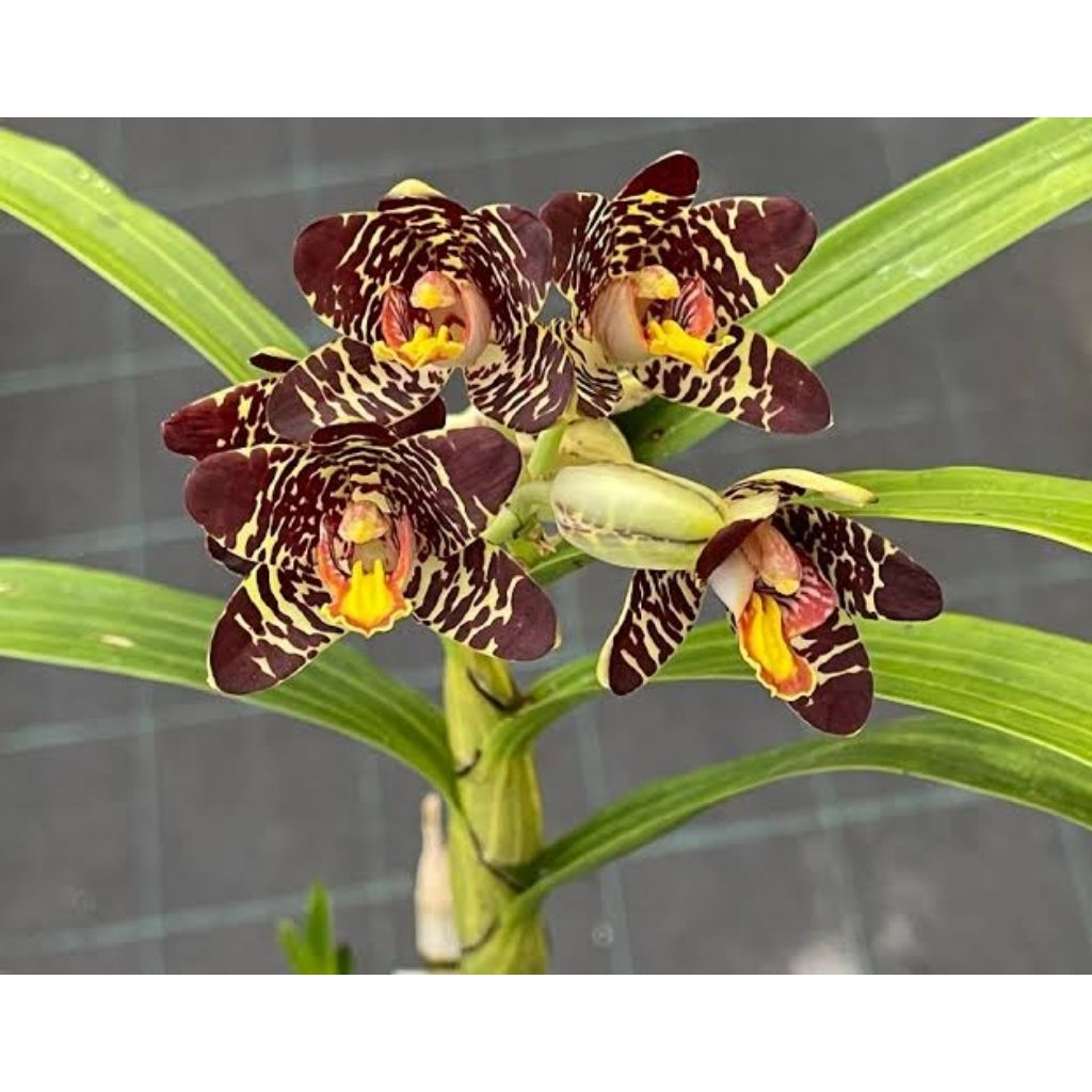 Anggrek Grammatophyllum Speciosum Brown king