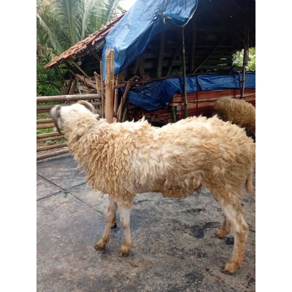 

domba aqikah hidup 2025