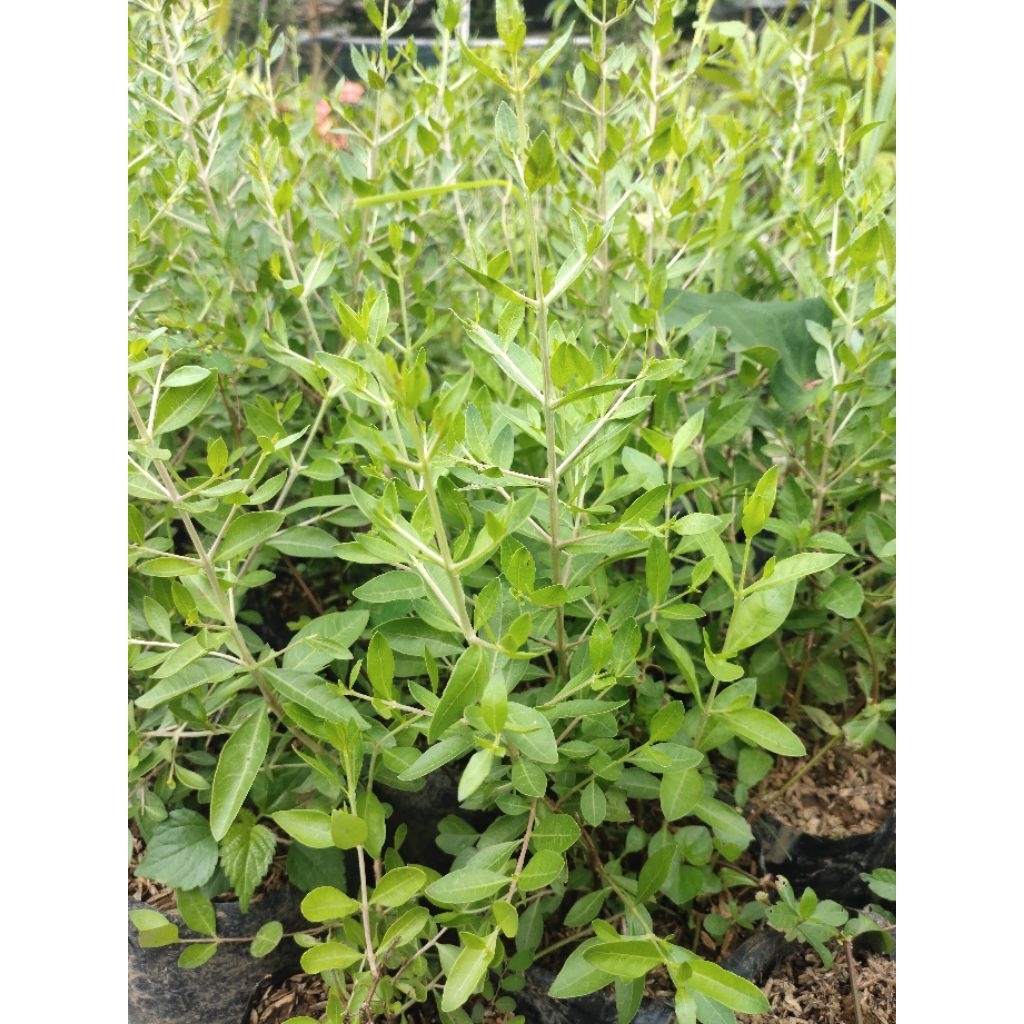 Bibit tanaman pacar arab rumbun /pacar kuku inai satu batang