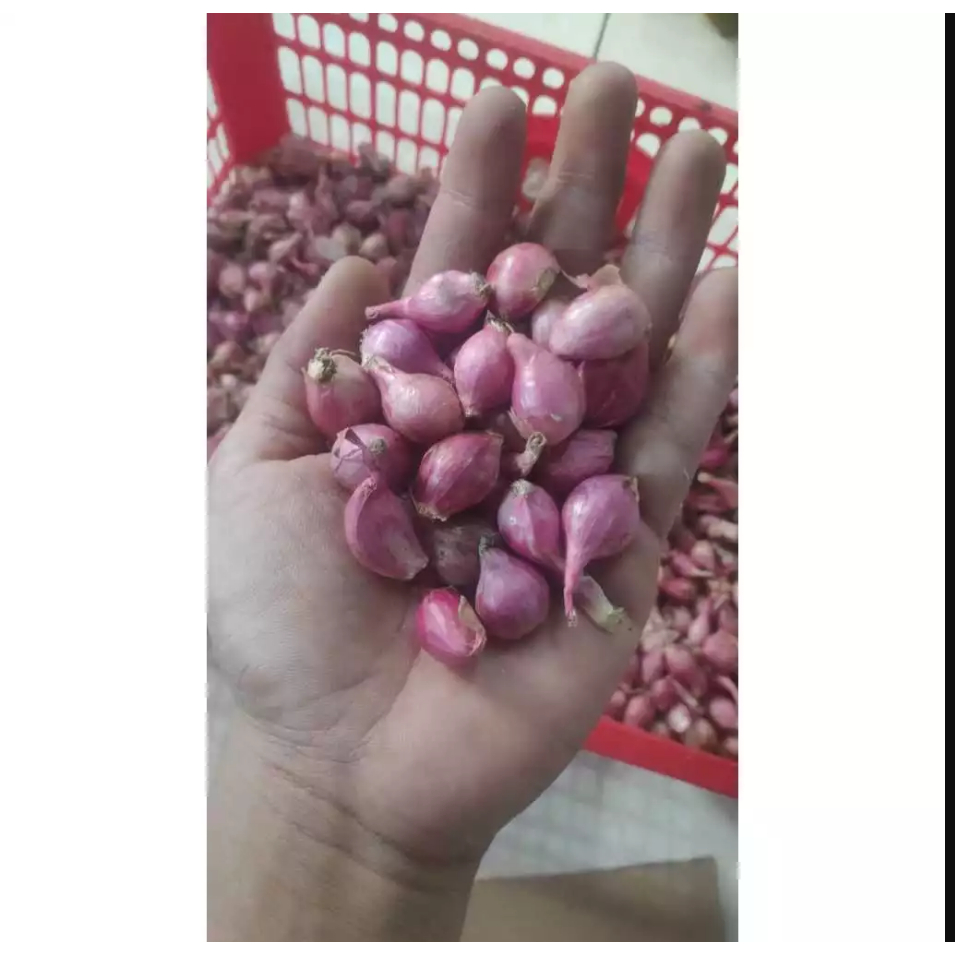 

Bawang Merah Murah 1kg Ukuran Kecil / Bawang Merah 1kg