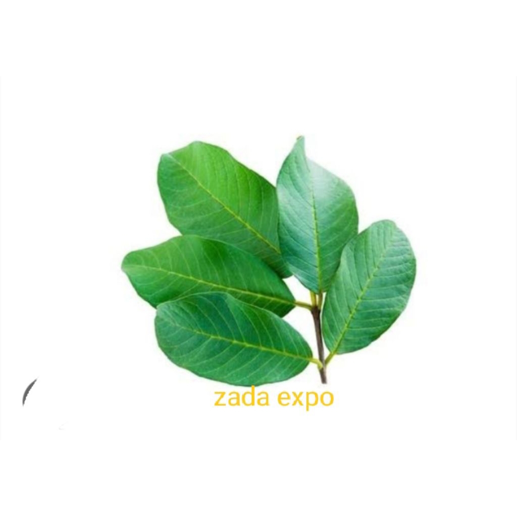 

DAUN JAMBU BIJI KERING