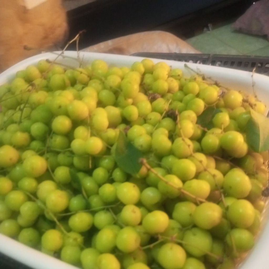 

BUAH CERMAI 500 GRAM