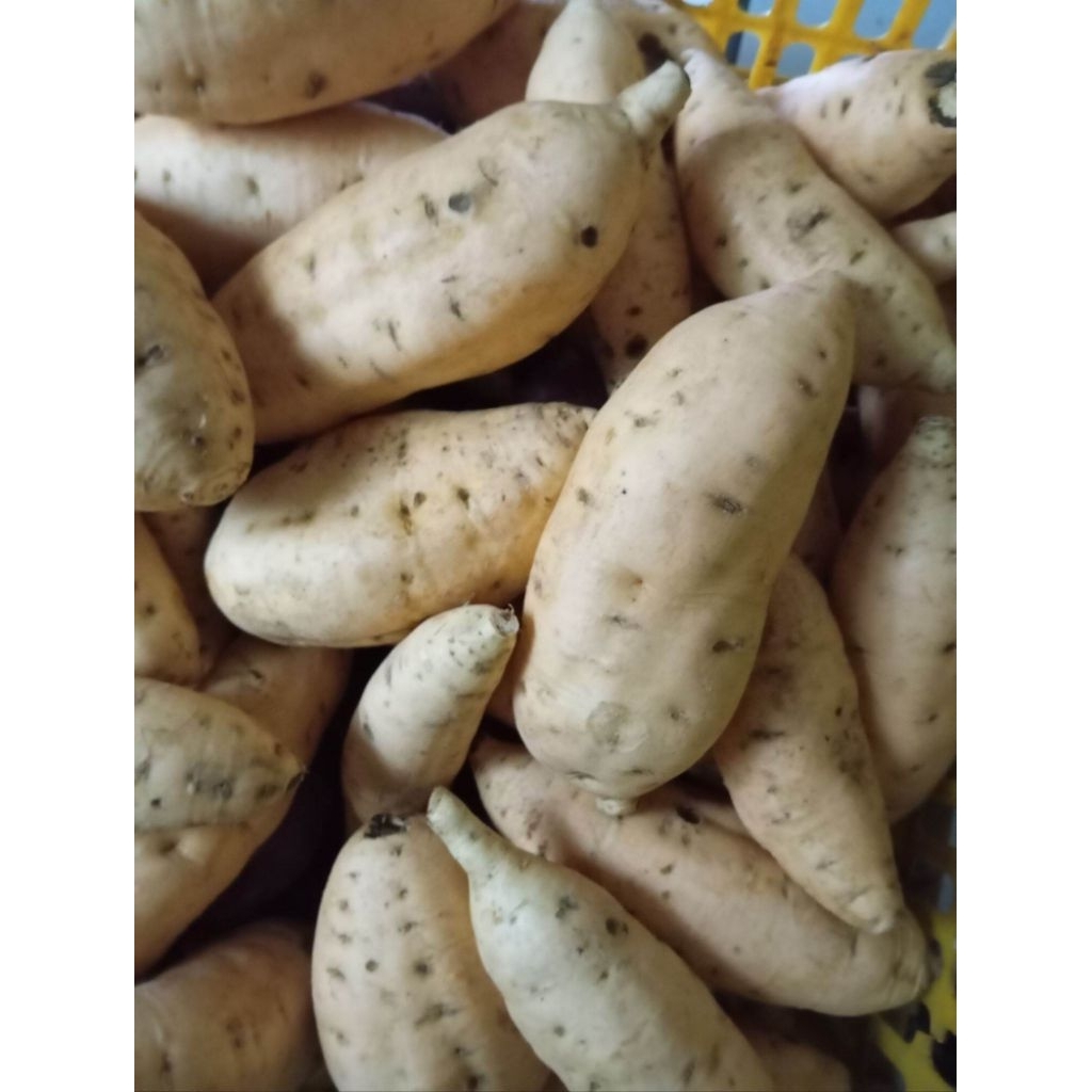 

UBI MADU CILEMBU ARES ISI BANYAK 5KG