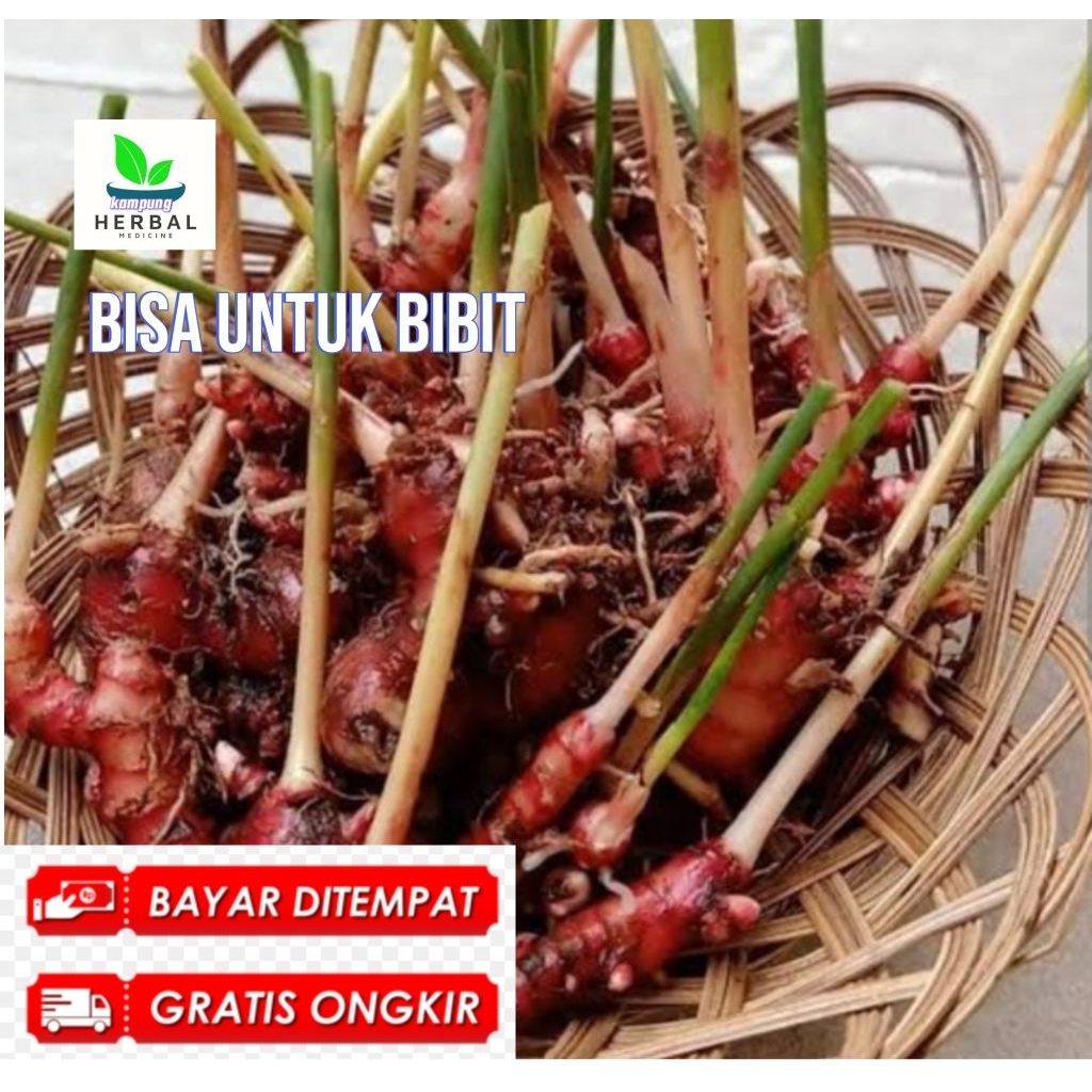 

jaje merah segar bisa untuk bibit