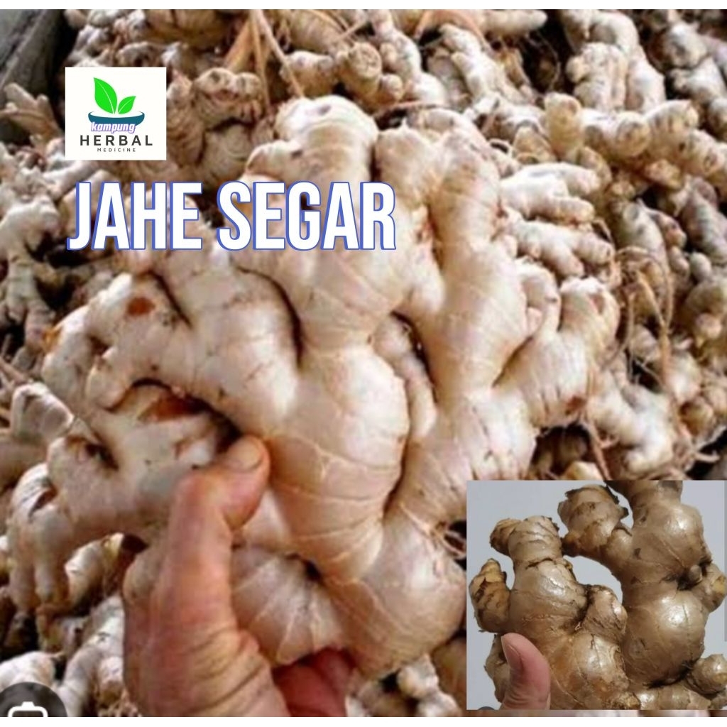 

jahe gajah segar fresh 500grm
