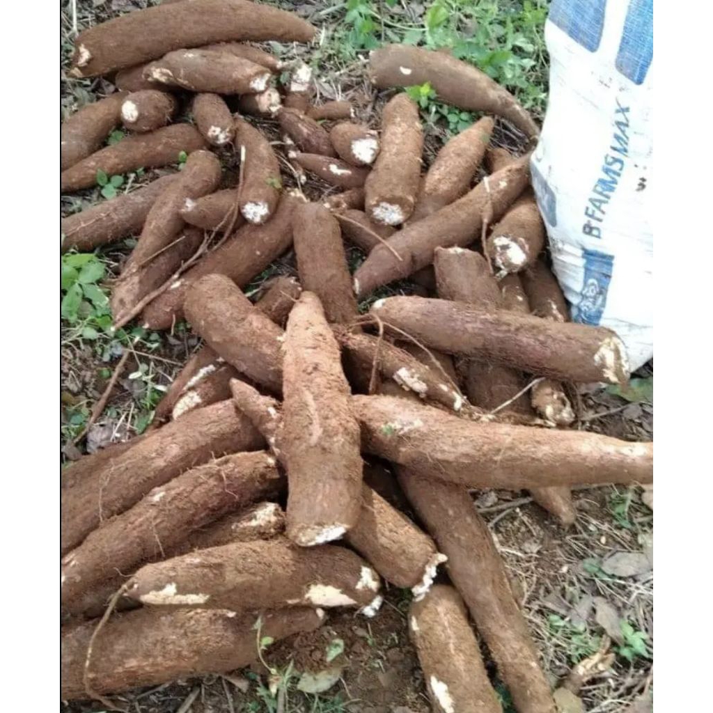 

singkong metah segar harga per 1kg