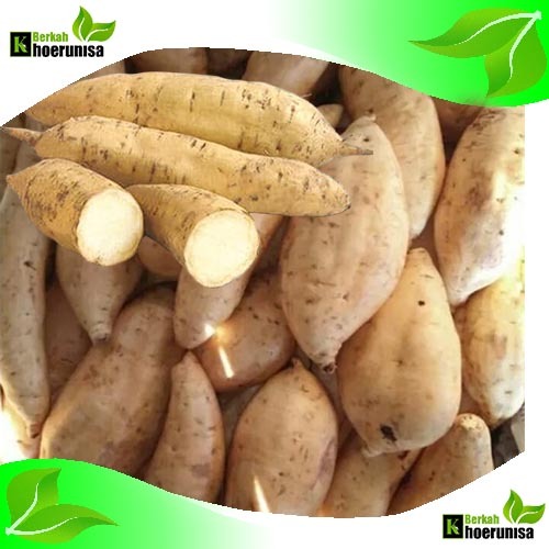 

Umbi Ubi Jalar Putih Segar 1 kg masih fresh