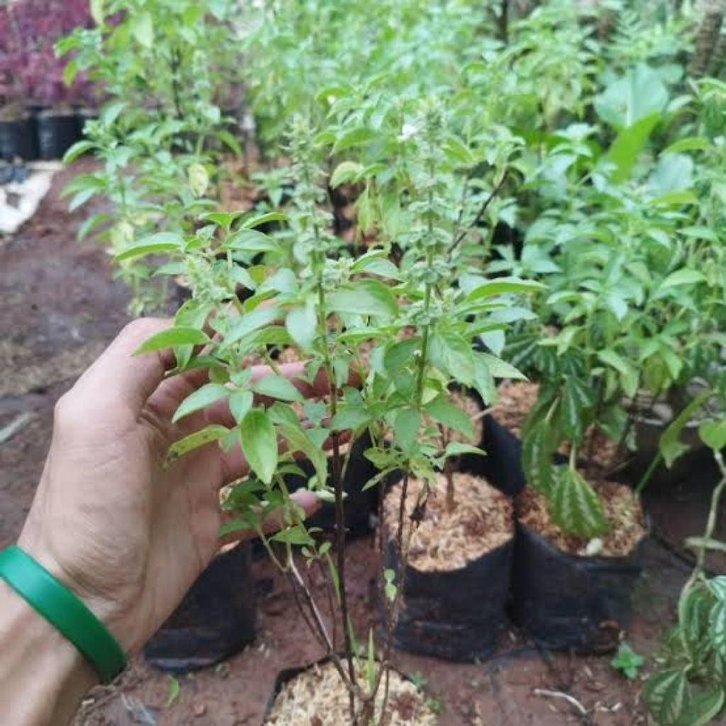 Bibit Daun Kemangi Siap Tanam