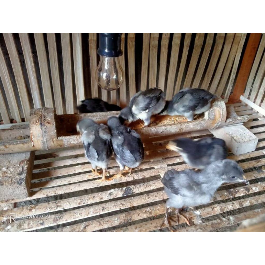 Telur Ayam Mangon Original 100% Usia 2 - 3 Minggu (4y4m hidup)