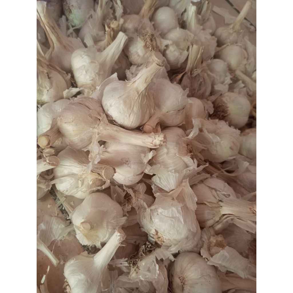 

Bawang Putih Kating 1 Karung