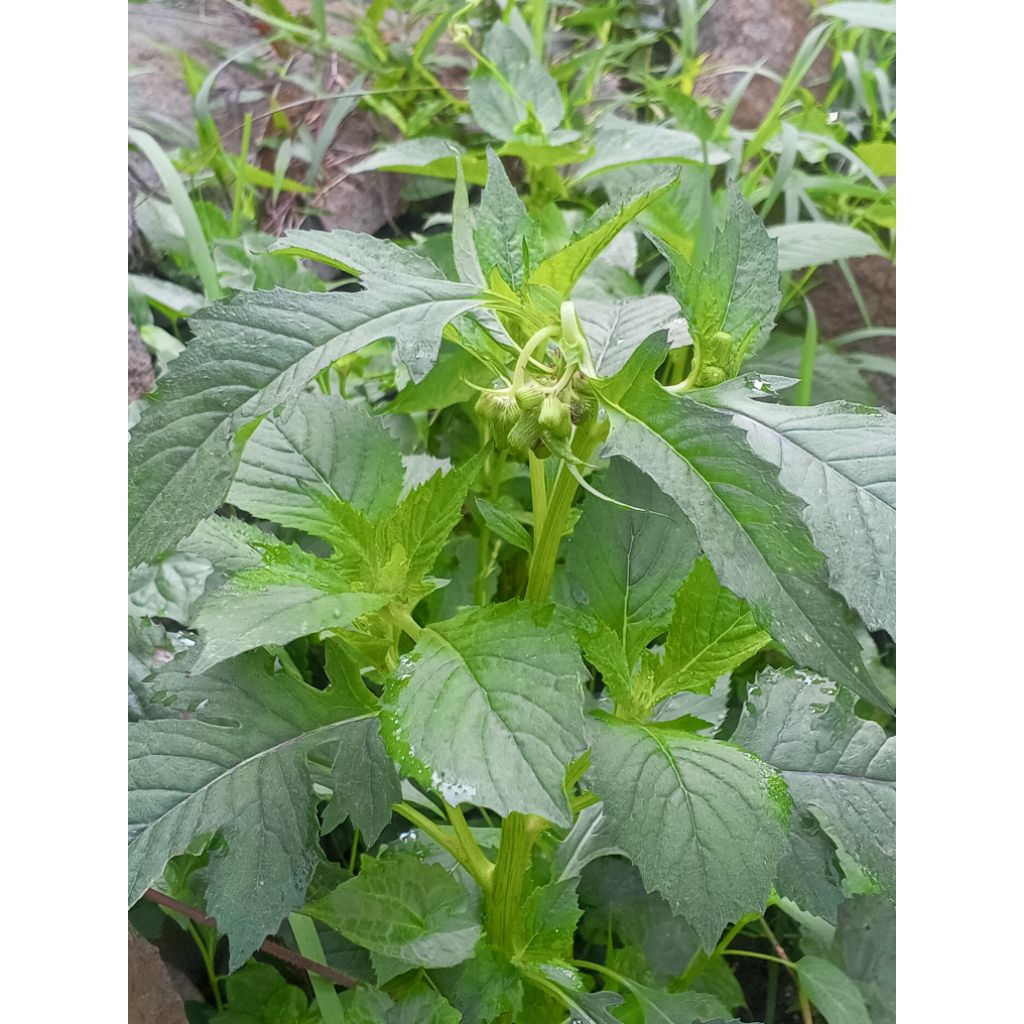 

DAUNSINTRONG SEGAR BARU PETIK(cod)