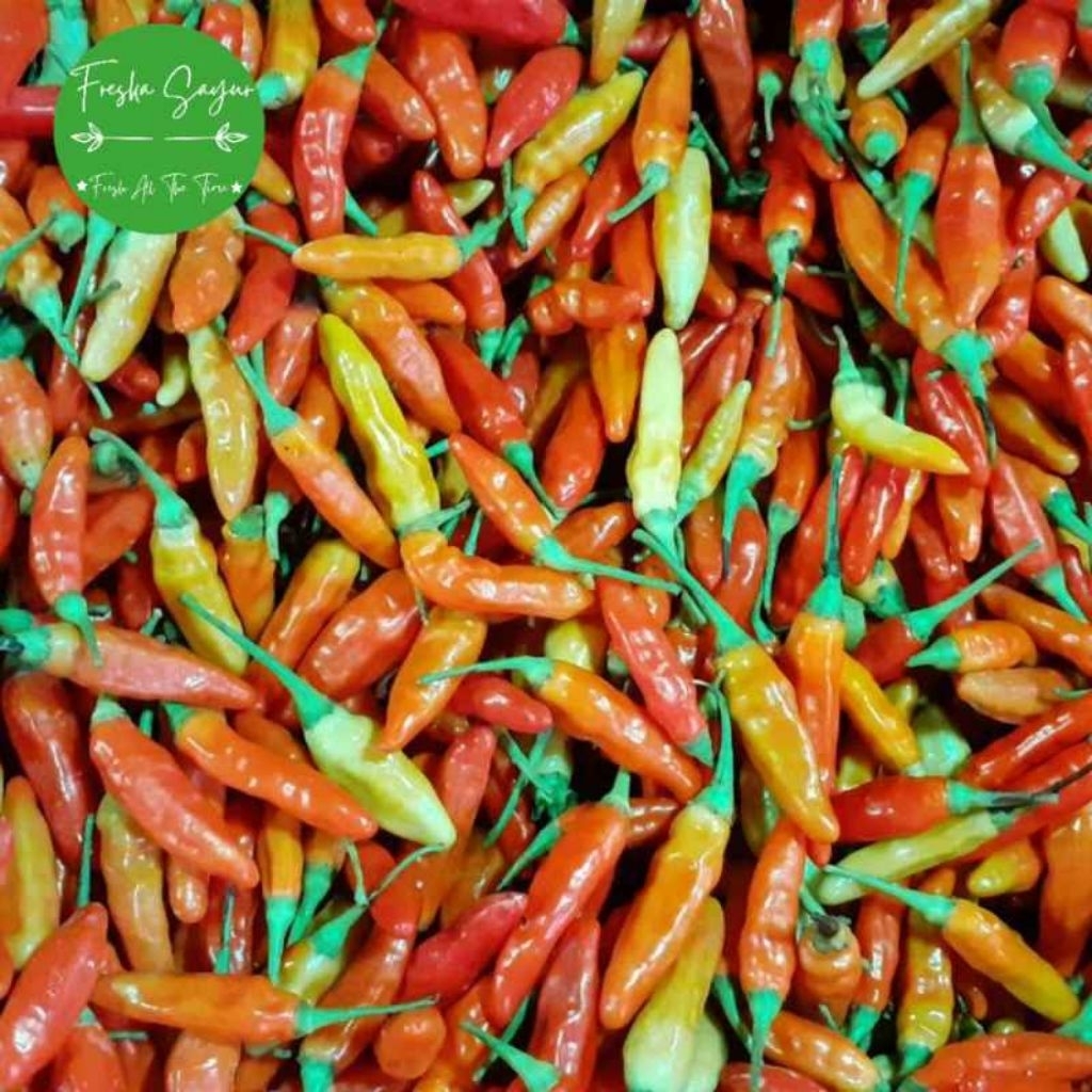 

Cabai Rawit Setan Segar Langsung Dari Kebun