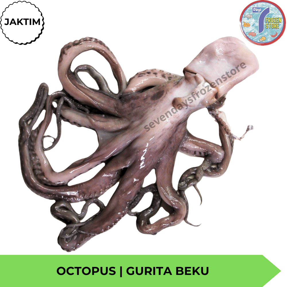 

Octopus | Gurita Beku Frozen Kemasan 300 - 400 Gr