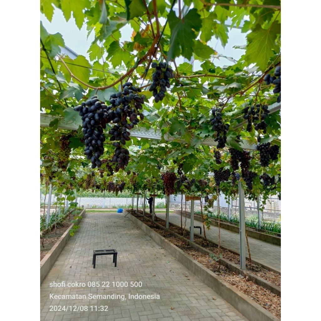 cherny cristal rs iac 572