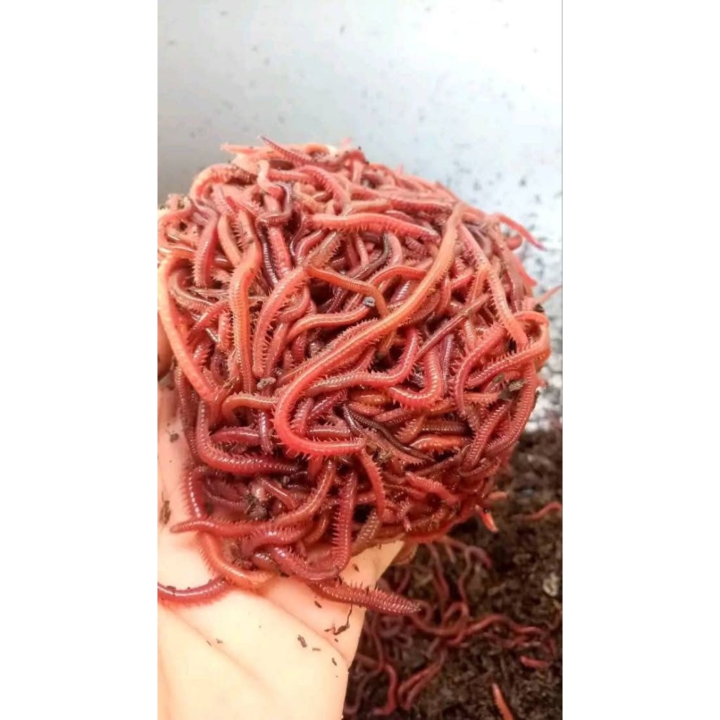 Umpan Memancing Cacing Laut merah Keket