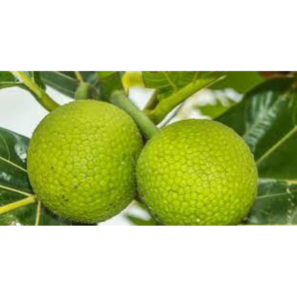 

buah sukun kuning per 1 pcs