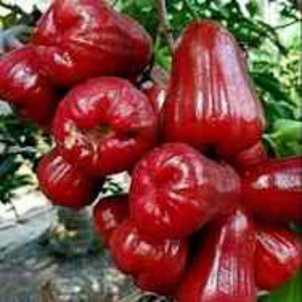

Buah Jambu Air Citra Super Manis Fresh 1 kg