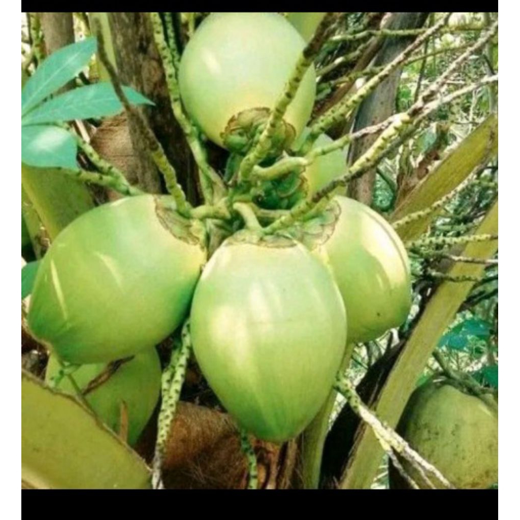 

Ready Buah Kelapa Hijau Muda Fresh Asli Segar Per butir