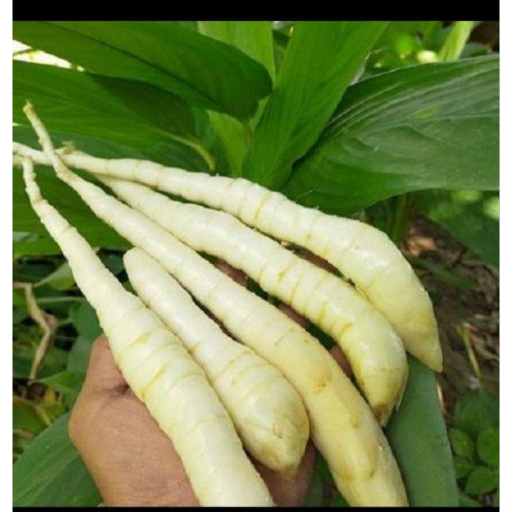 

Ready Stok 1kg Umbi Garut Segar Fresh Murah Alami