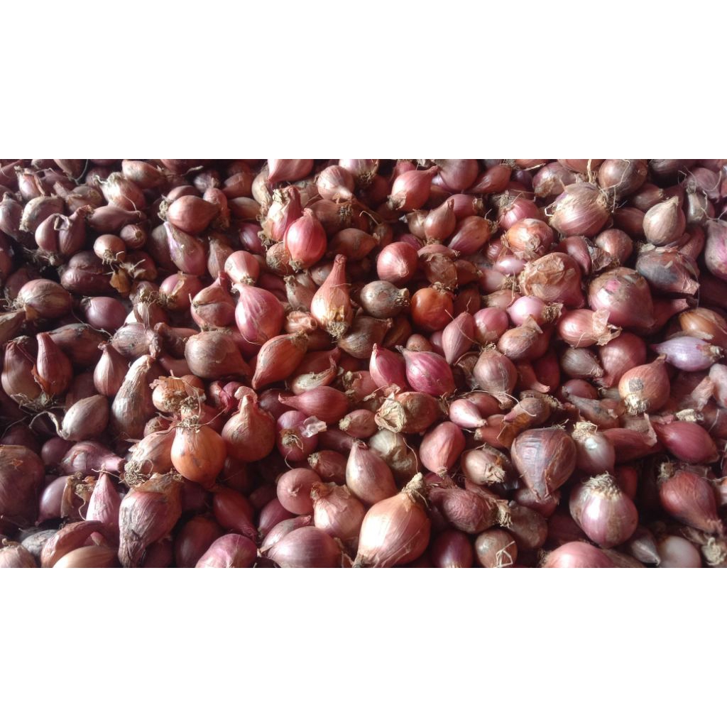 

Bawang Merah Tanggung Campuran