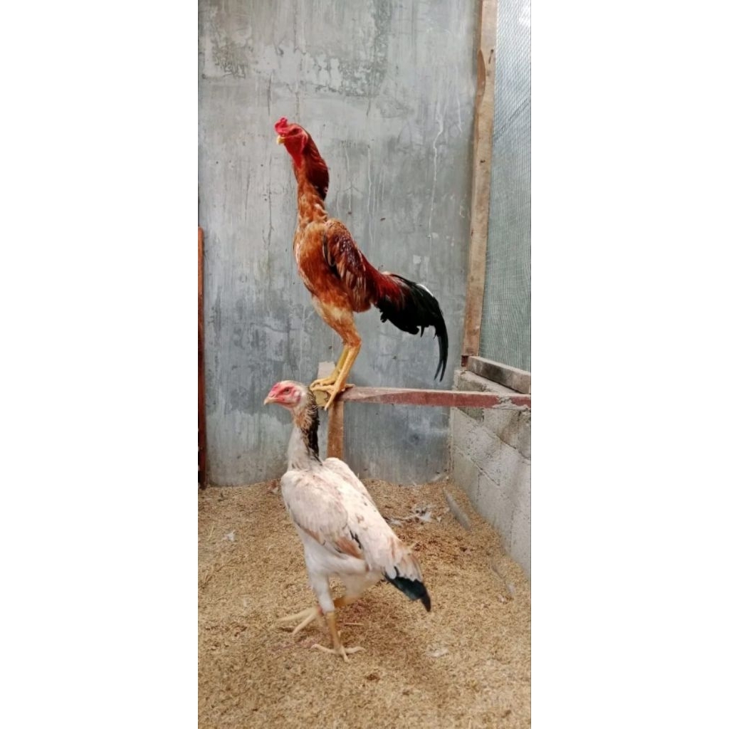 anak ayam shamo eropa 3collor usia 1 minggu