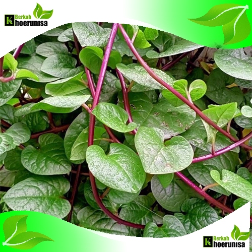 

Daun Binahong Segar 100 gram herbal alami fresh