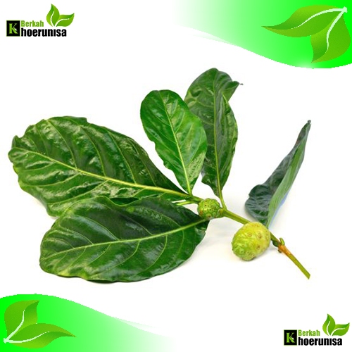 

Daun mengkudu segar isi 40 lembar herbal alami