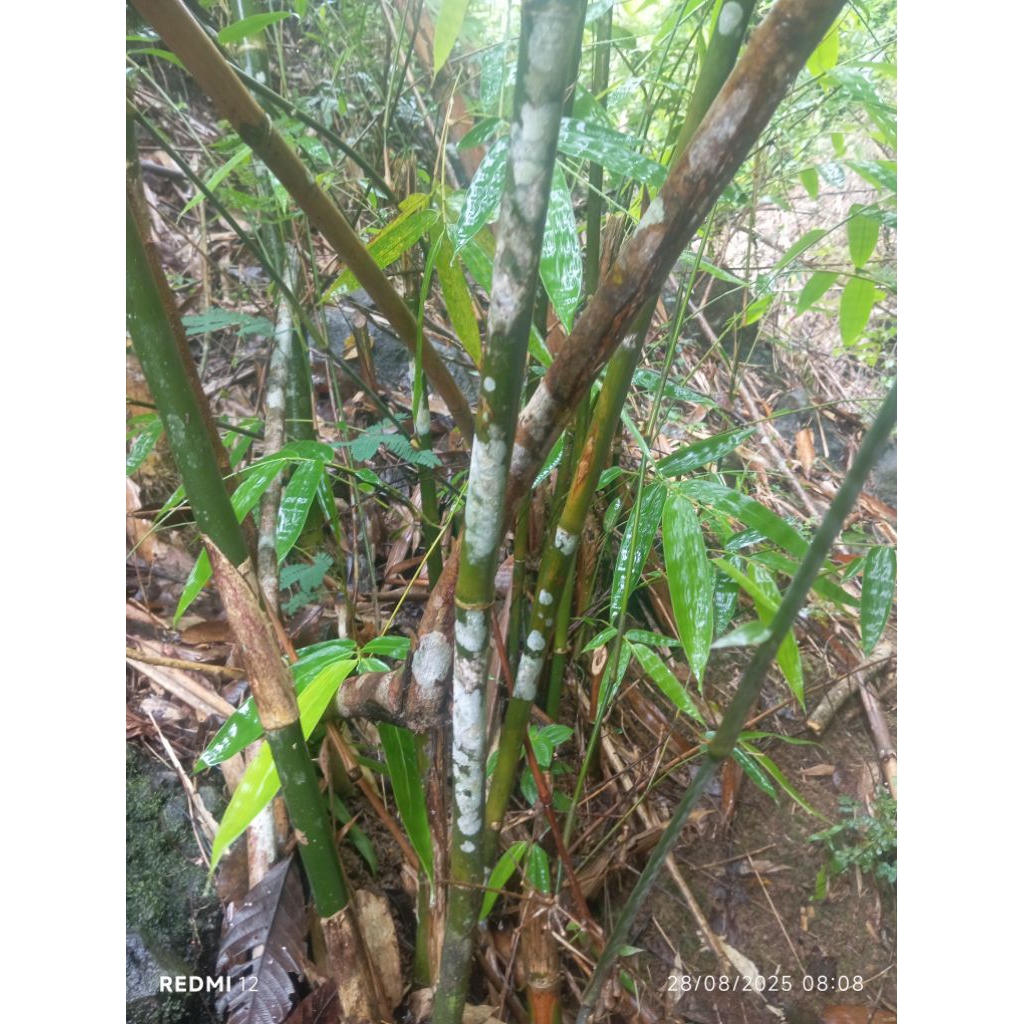 

Bambu Petuk Bambu Alami