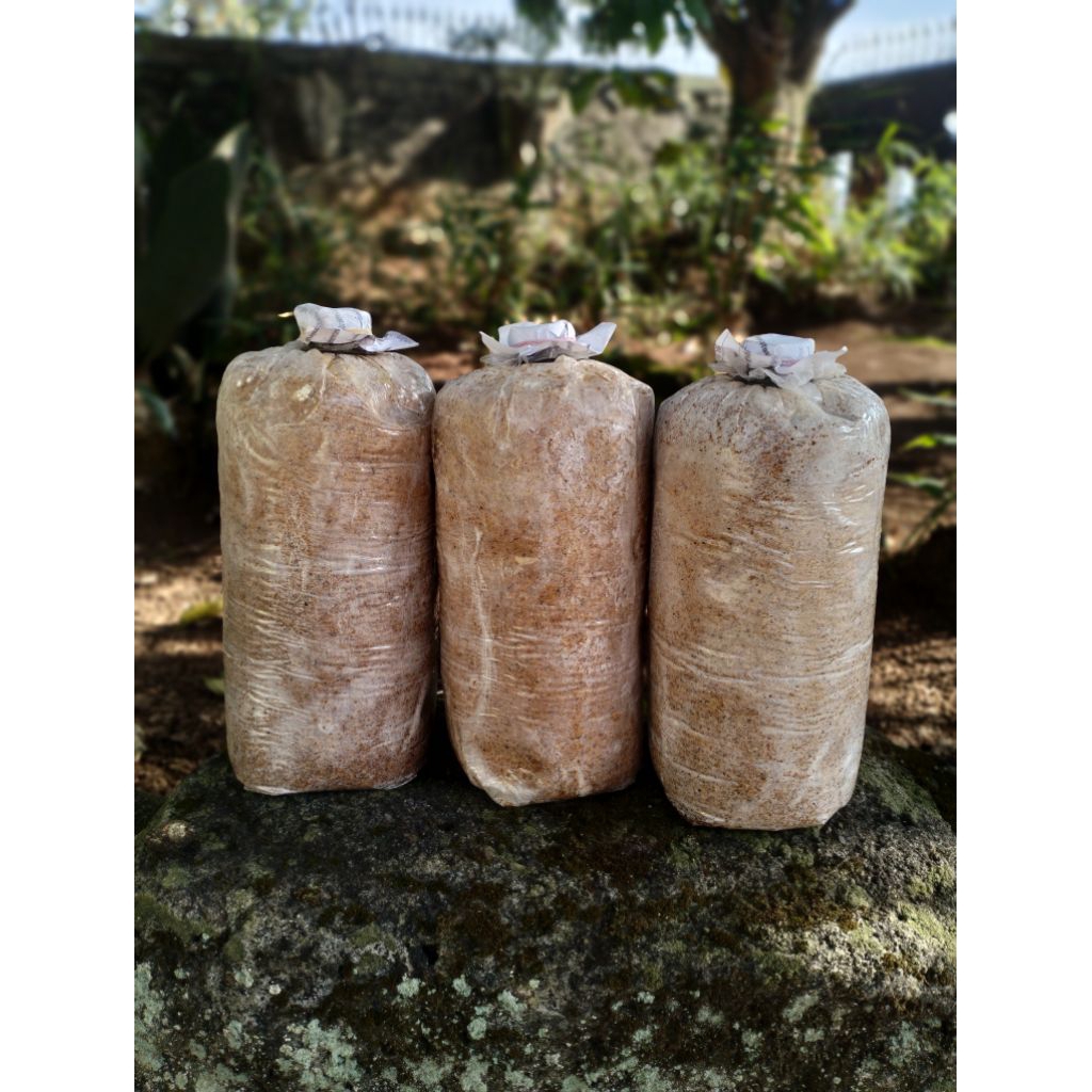 

Baglog jamur tiram putih || siap untuk dipanen