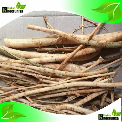 

Akar Pepaya Fresh bersih 500 gram untuk obat herbal