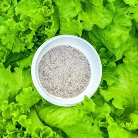 Bibit selada hidroponik CPR