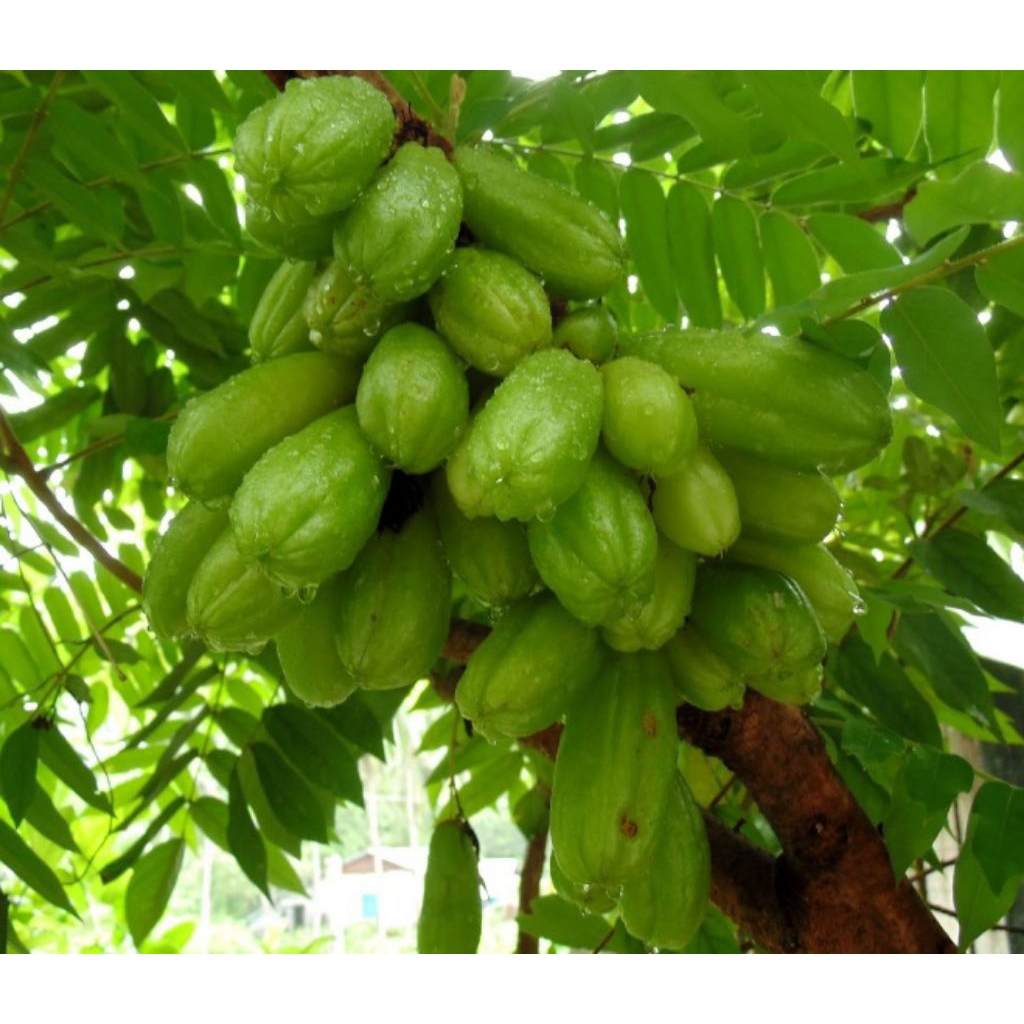 

belimbing wuluh segar langsung petik per 250g