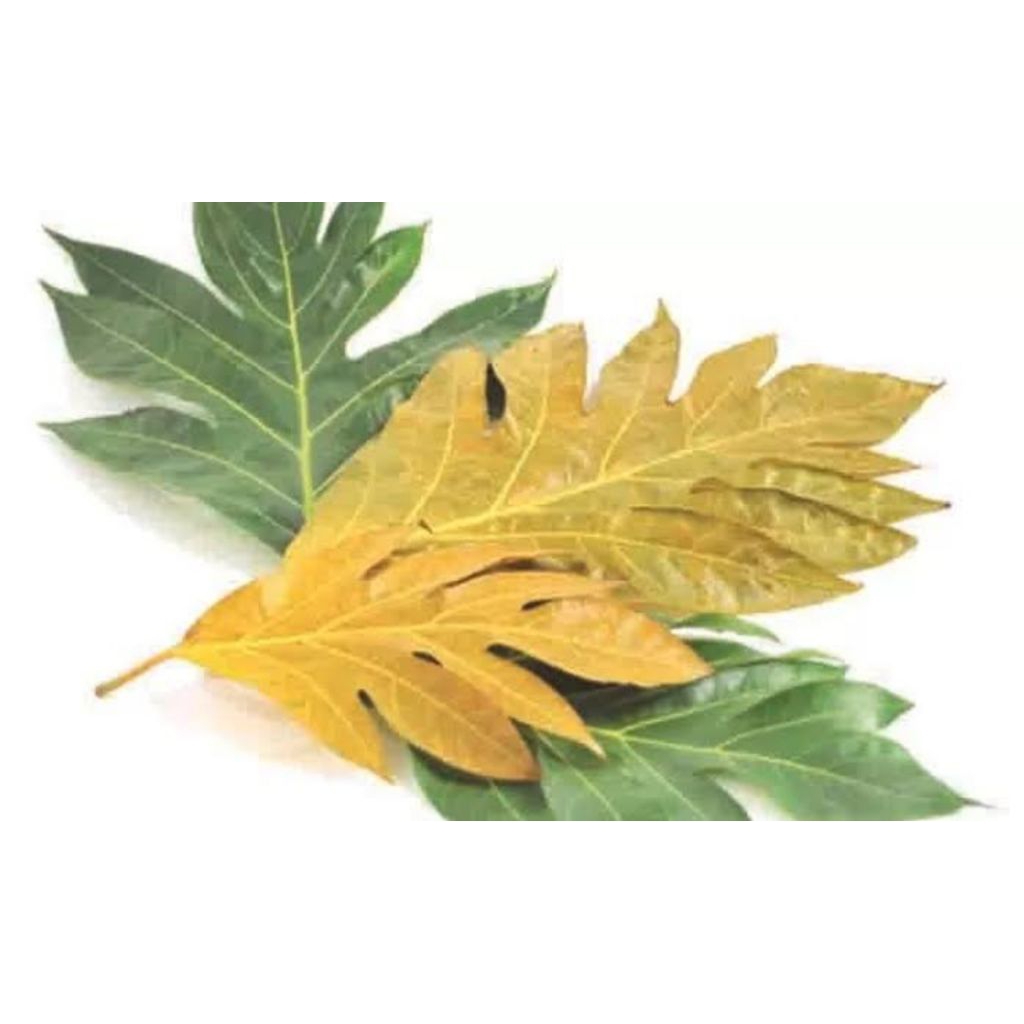 

Daun Sukun - BARU PETIK KETIKA ORDERAN MASUK