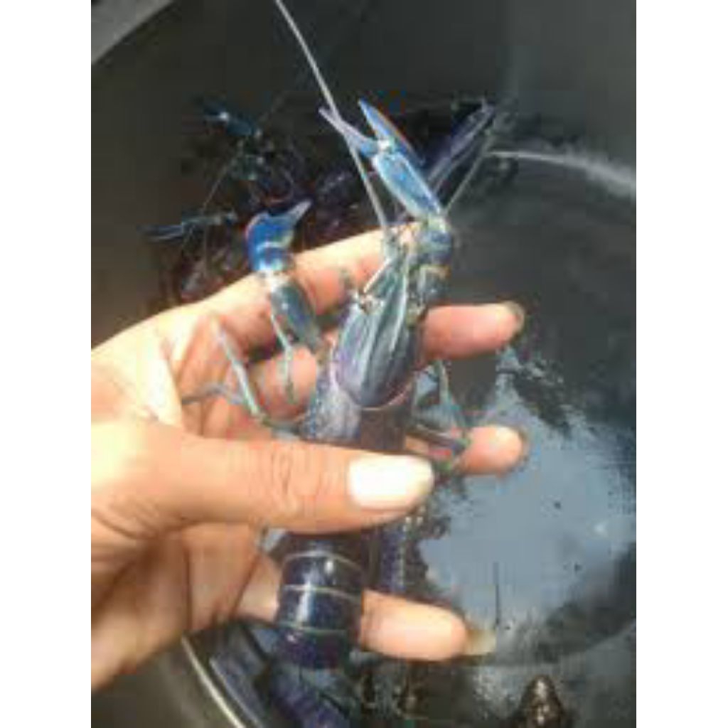 

lobster air tawar ukuran 3-4 inch langsung dari peternak