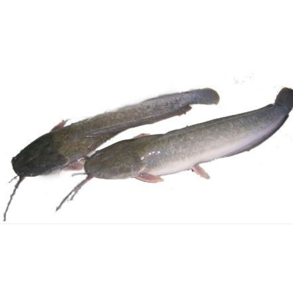 

ikan lele segar 500 gr