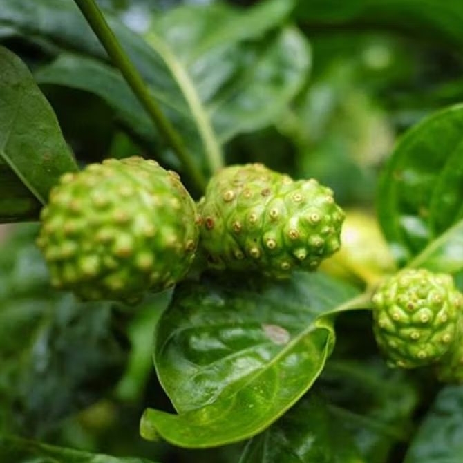 

Daun mengkudu segar 100gram