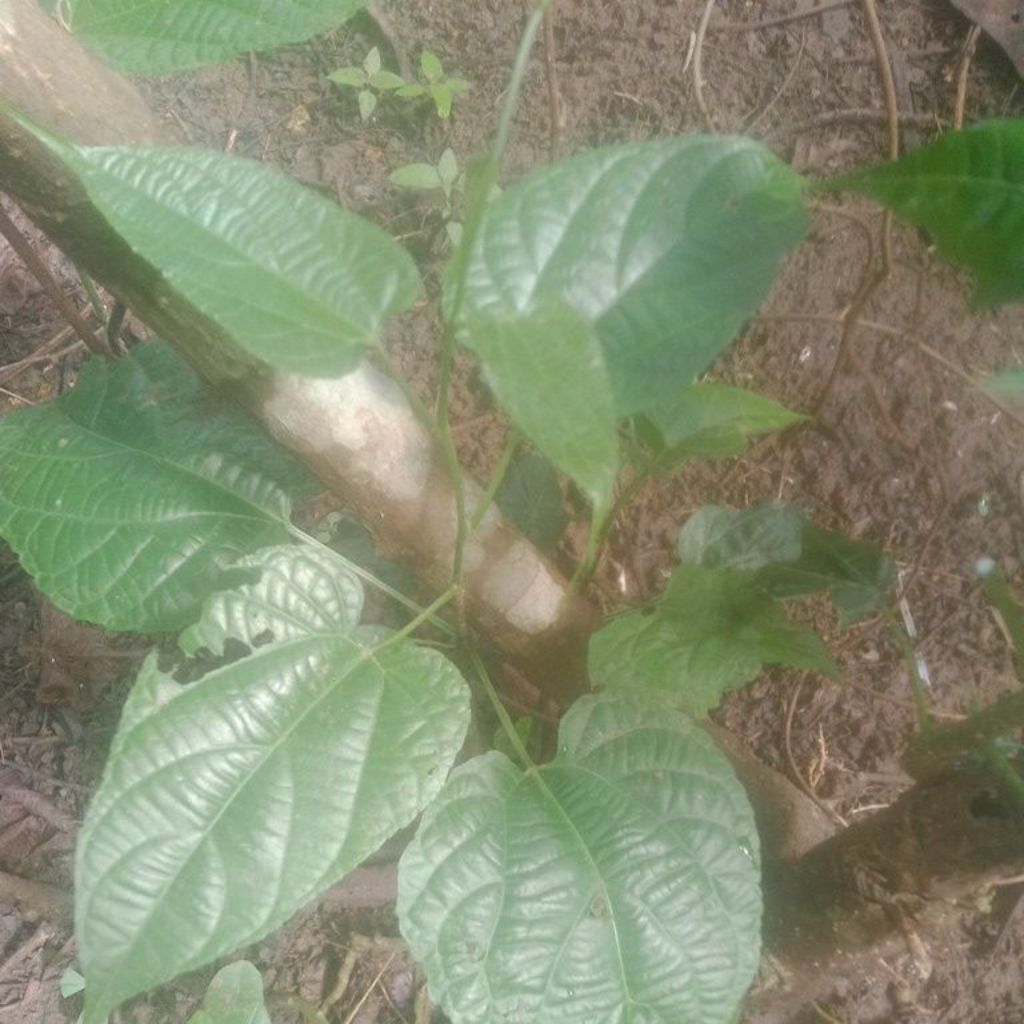 bibit Sacha inchi kacang