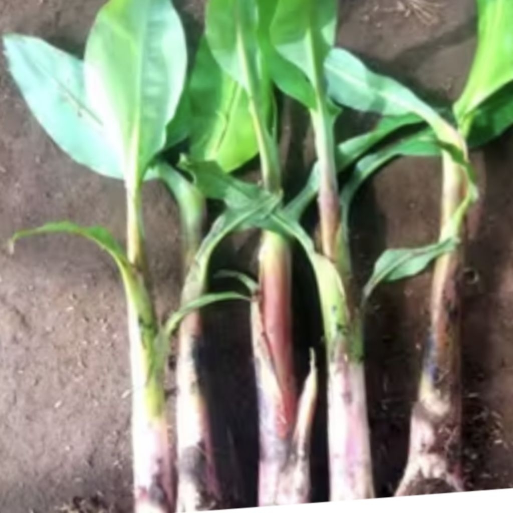 bibit pohon pisang raja.