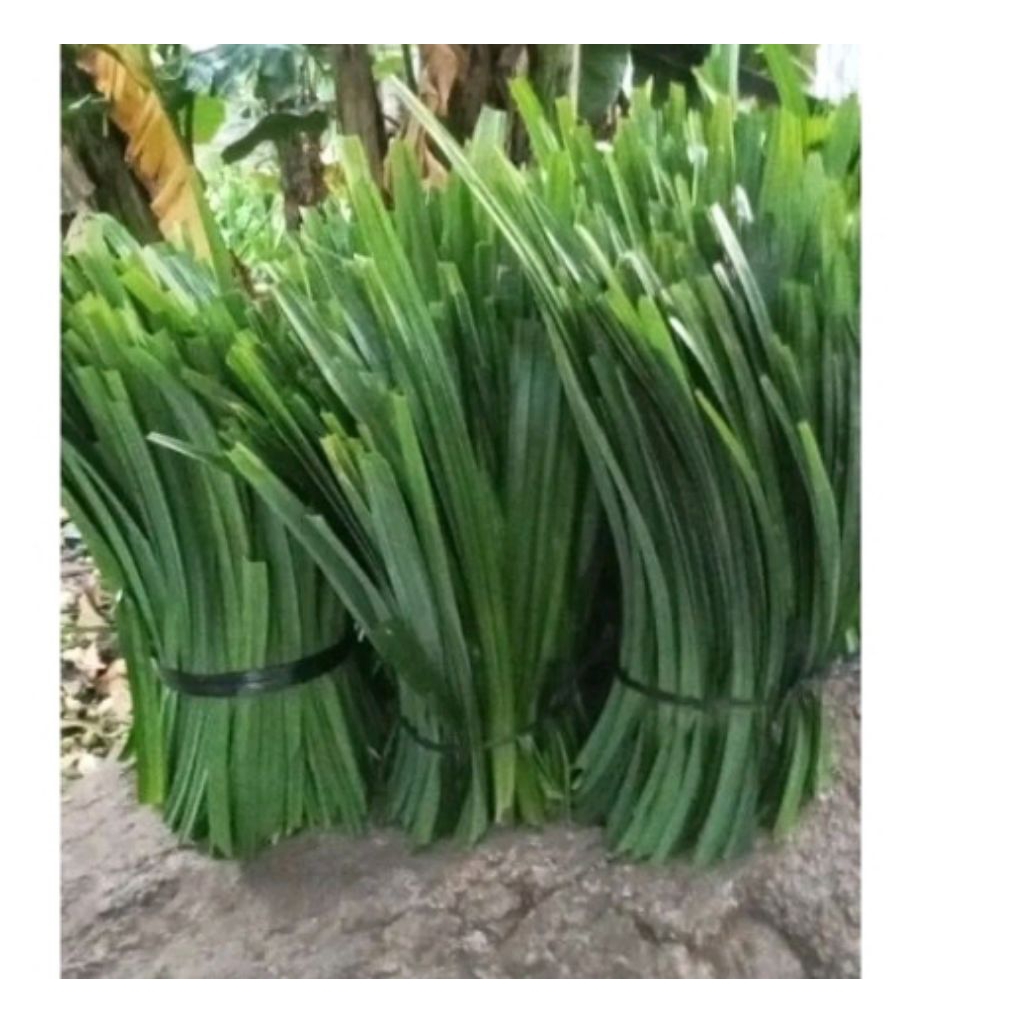 

daun pandan segar pres 1kg wangi banyak man paatnya