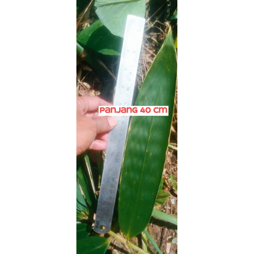 

Daun Bambu Segar Untuk Bungkus Bakcang 150 grm COD