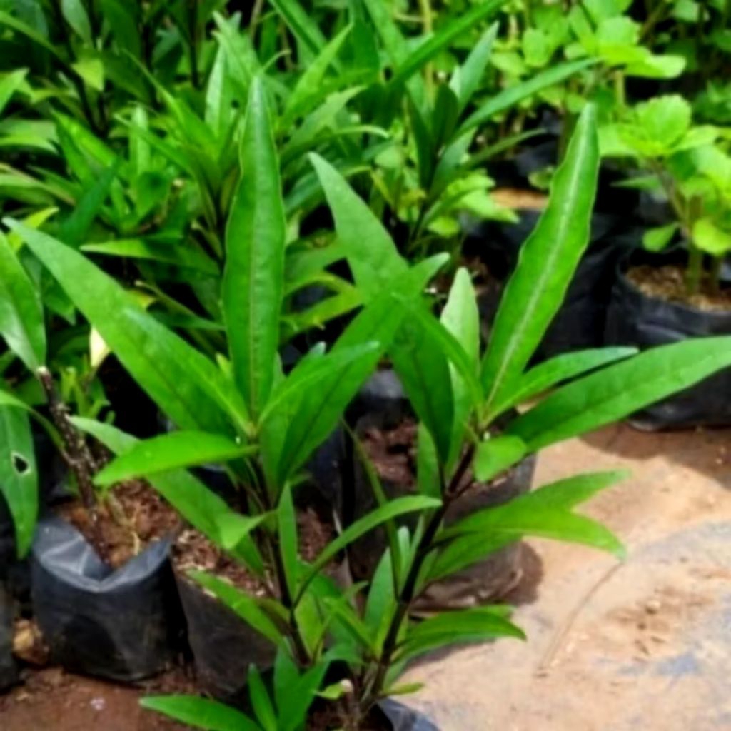 Bibit Gandarusa Prasman Genjik