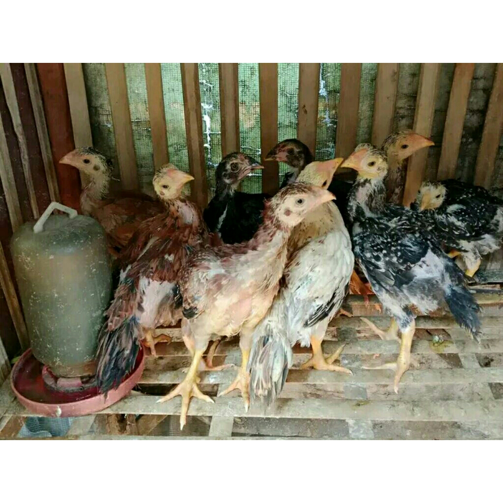 Anak ayam ekor lidi usia 1bulan lebih
