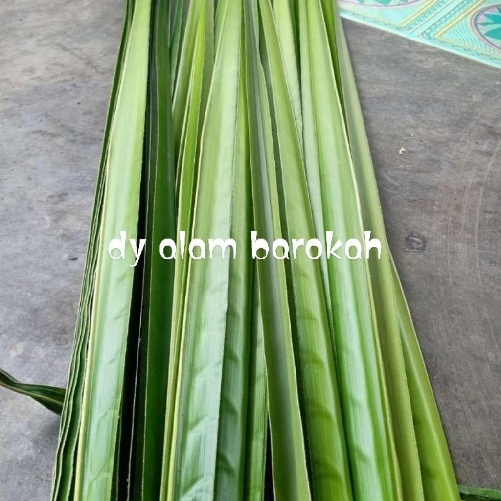 

Daun kelapa muda untuk Ketupat/janur 100lembar 50 lidi PROMO
