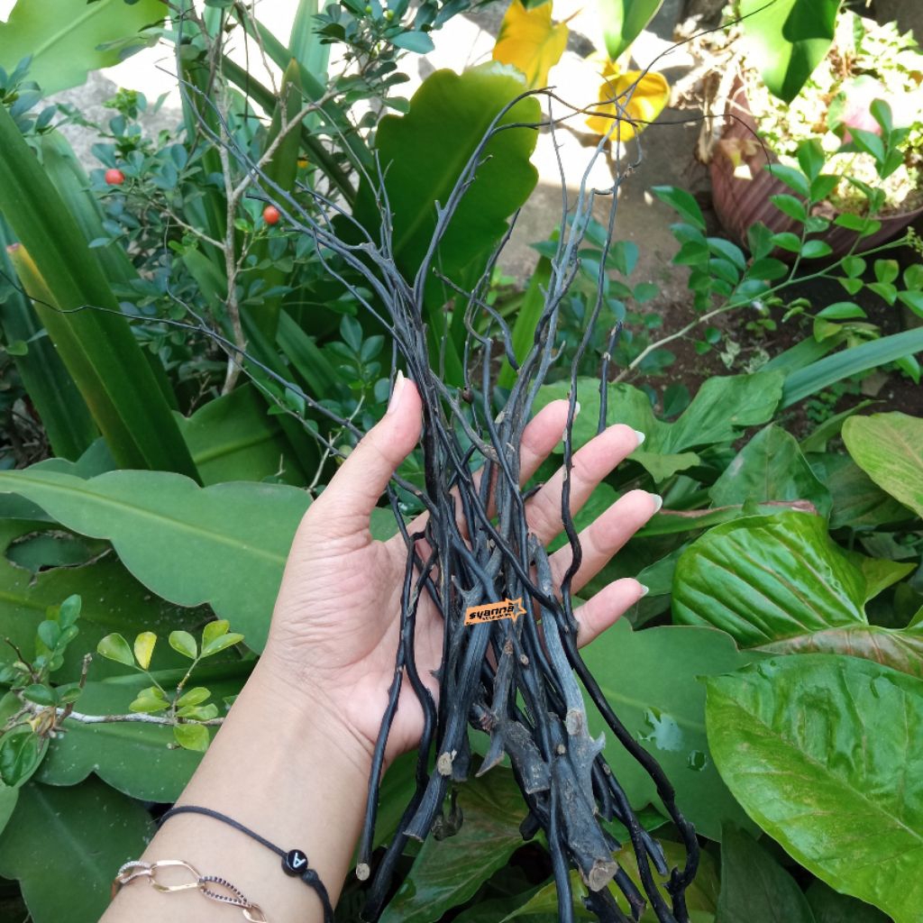 Bahan Akar Bahar Hitam Size Kecil Minimalis