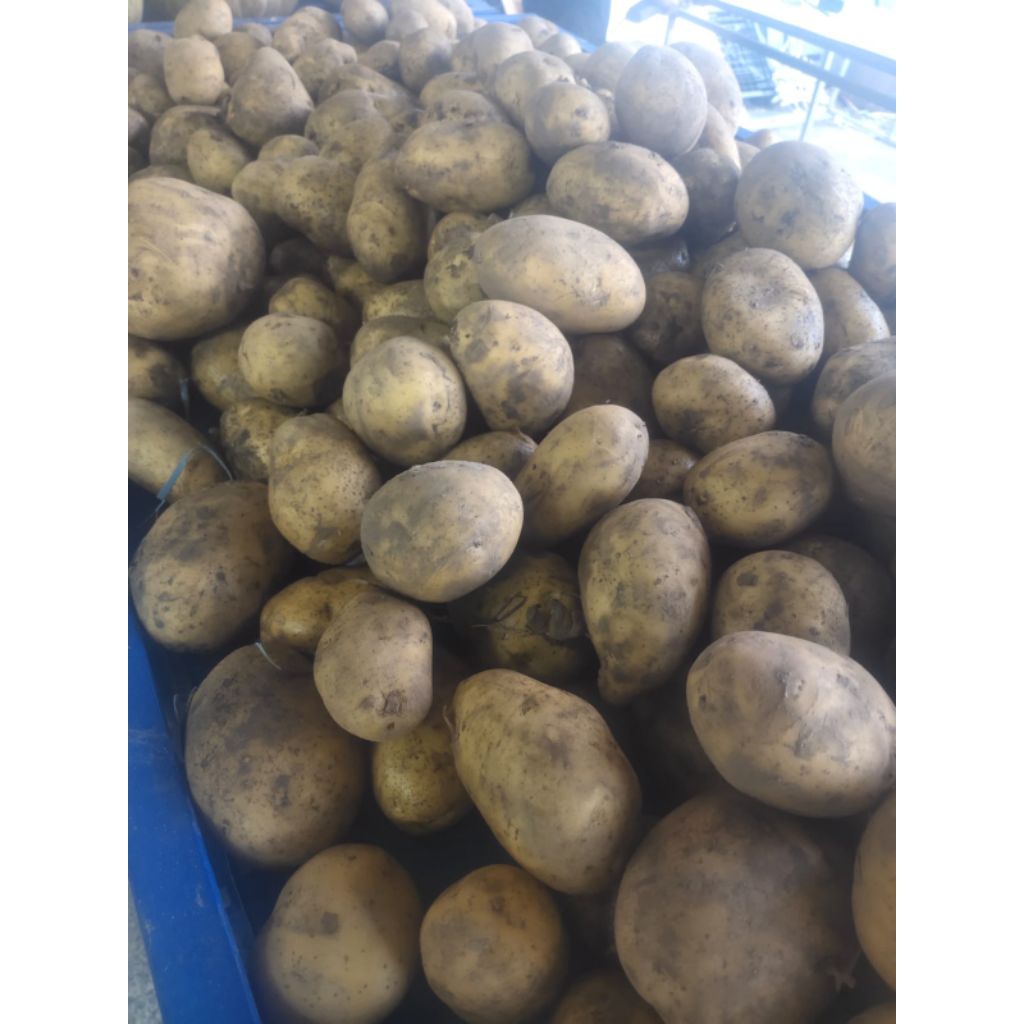 

kentang cina 500gr -1000gr